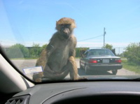 Monkeys jumped on the car