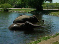 Elephants bathing.