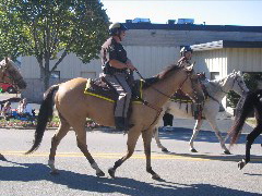 Local Law Enforcement on horses.
