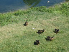 Then some ducks swam by, they came up to us expecting some food... but we had nothing. 